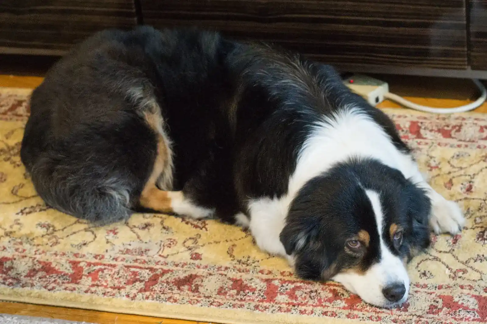 Berger australien adulte noir tricolore couché au repos sur un tapis, à l'intérieur de la maison