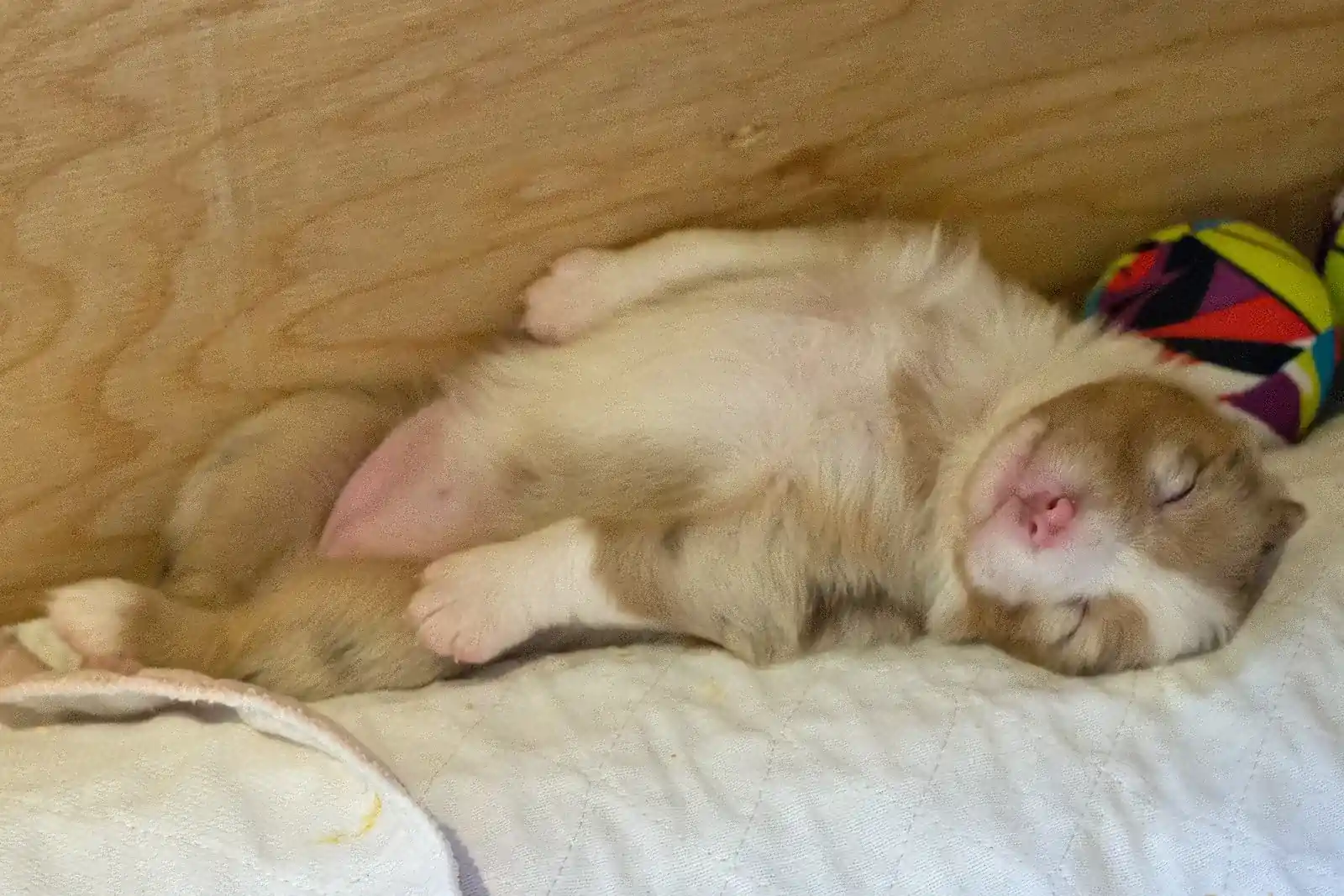 Chiot berger australien crème endormi sur le dos près d'un jouet coloré