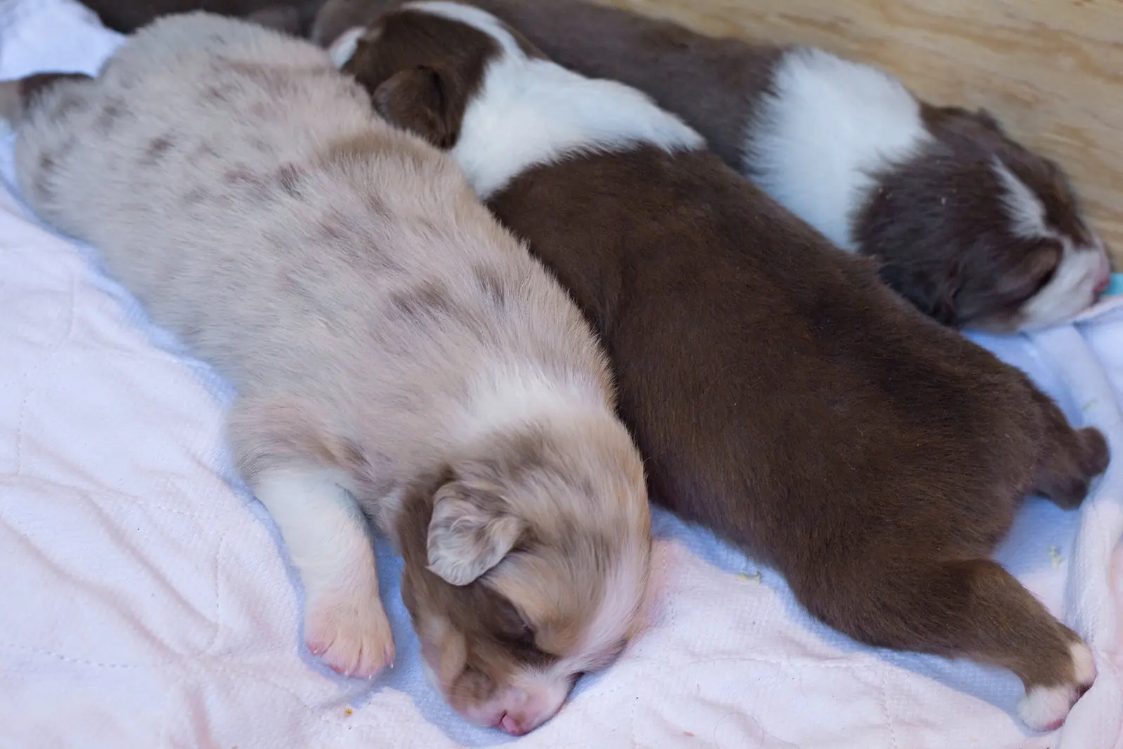 Quatre chiots berger australien alignés et endormis sur un tapis clair, robes rouge merle et rouge unie
