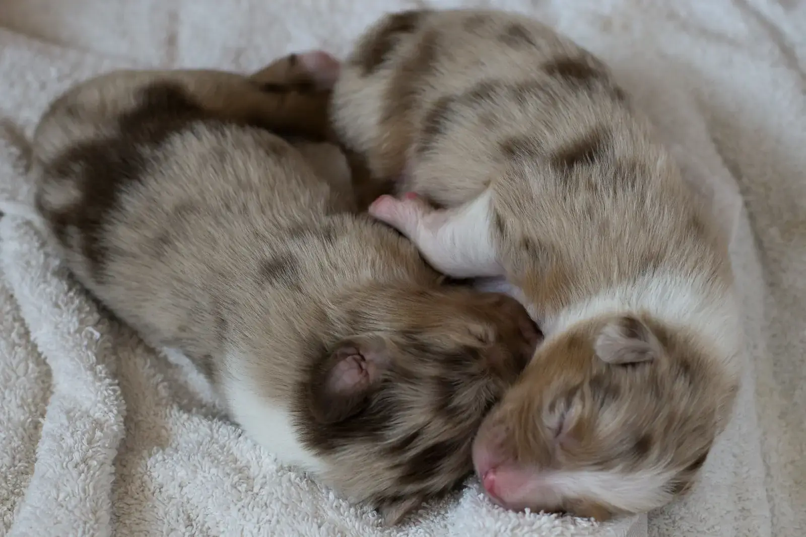Deux chiots berger australien nouveau-nés à la robe rouge merle, blottis l'un contre l'autre sur une serviette claire