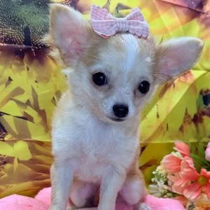Chiot chihuahua crème à poil long portant un petit noeud rose sur la tête