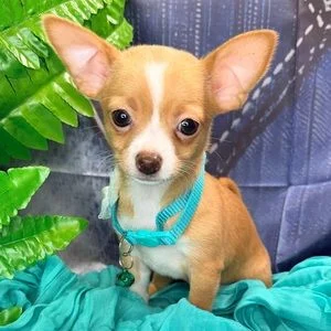 Chiot chihuahua fauve et blanc à poil long, grandes oreilles dressées et collier turquoise, assis devant un fond bleu