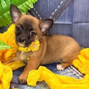 Chiot chihuahua fauve couché au calme sur un tissu jaune, près de feuillages décoratifs
