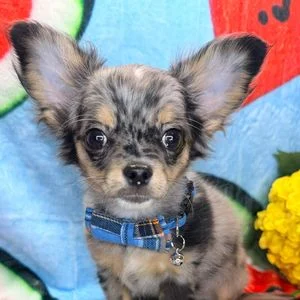 Portrait rapproché d'un chiot chihuahua merle fauve, très grandes oreilles dressées et regard vif