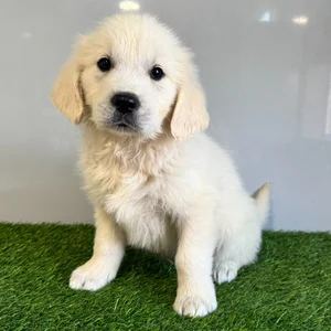 Chiot golden retriever crème assis sur une pelouse, oreilles tombantes et regard attentif