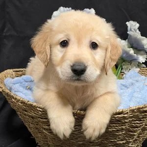 Chiot golden retriever crème dans un panier en osier avec une couverture bleue