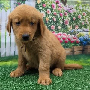 Chiot golden retriever à la robe dorée foncée assis sur l'herbe devant un jardin fleuri et une palissade blanche