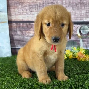Chiot golden retriever à la robe dorée assis sur l'herbe, portant un fin ruban rouge