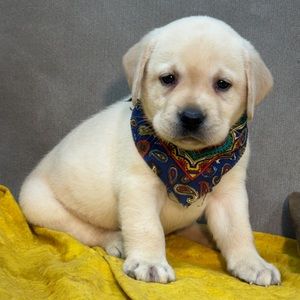 Chiot labrador crème assis sur une couverture jaune, bandana autour du cou