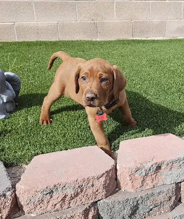 Chiot labrador chocolat debout sur une pelouse, devant un muret