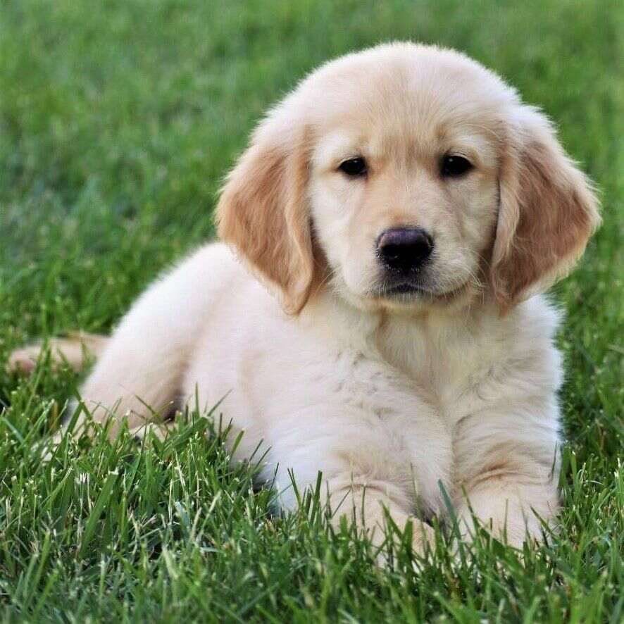Chiot labrador crème couché dans l'herbe, regard tourné vers l'objectif