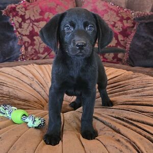Chiot labrador noir debout sur un canapé, jouet posé au sol