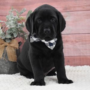 Chiot labrador noir assis sur une couverture claire, petit nœud autour du cou
