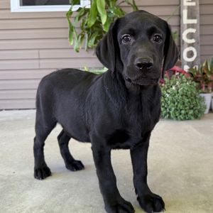 Jeune labrador noir debout en extérieur, vu de trois quarts