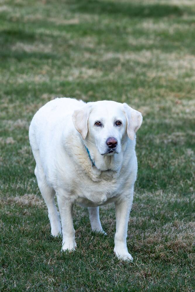 Labrador adulte blanc debout dans l'herbe