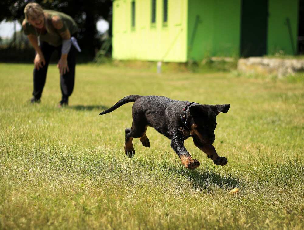 Jeune chien jouant à rapporter un objet dans un champ