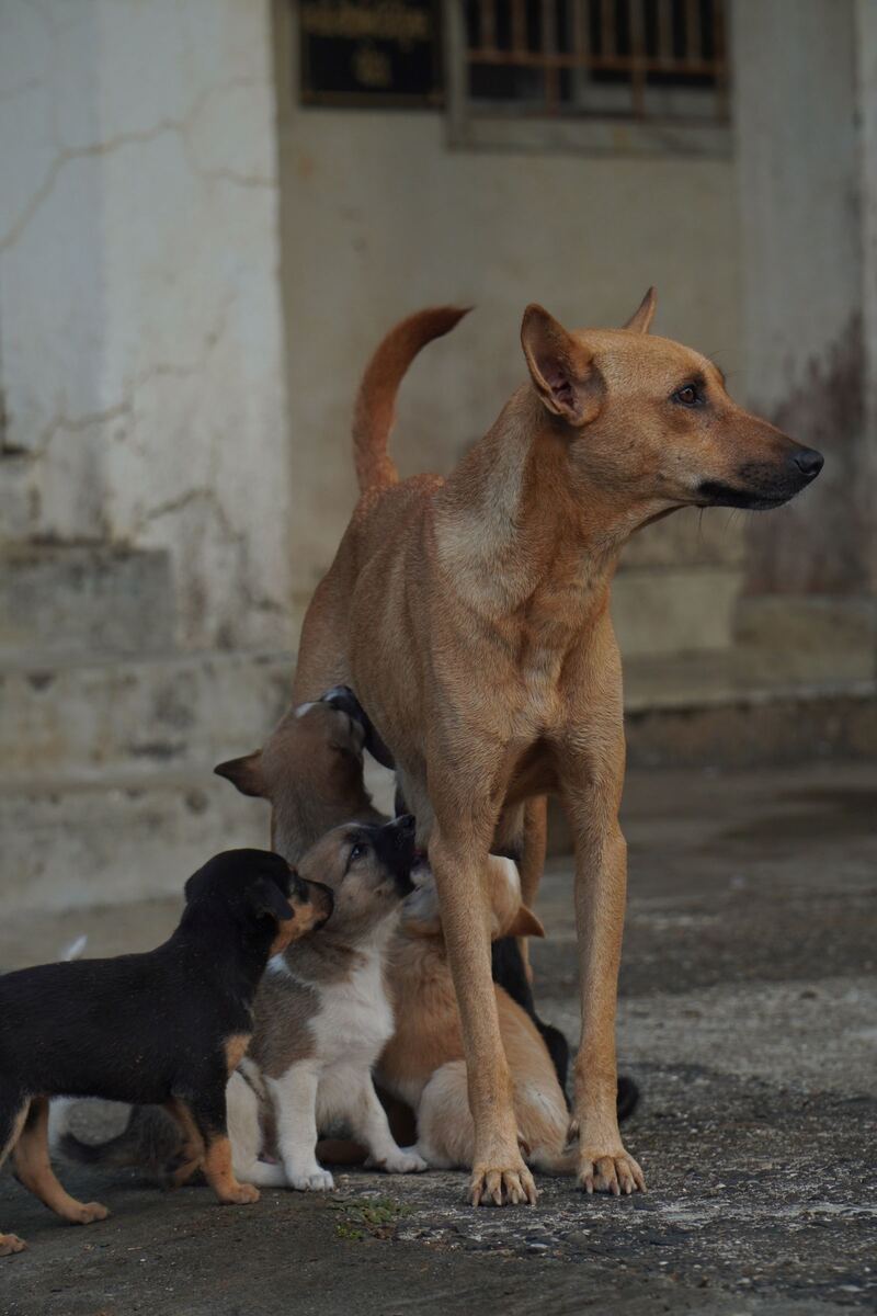 Chienne allaitant ses jeunes chiots