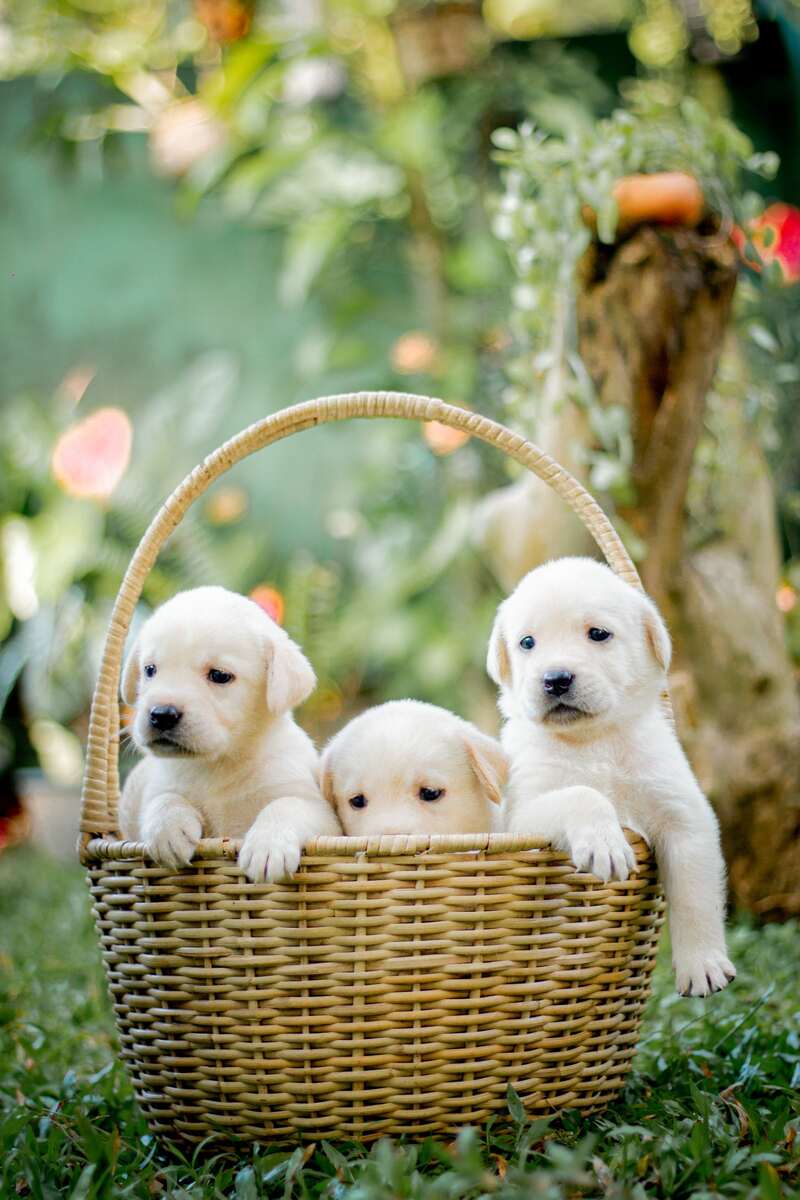 Trois chiots labrador installés ensemble dans un panier en osier