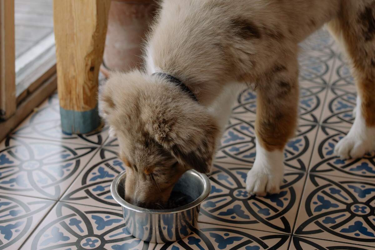 Chiot berger australien mangeant dans une gamelle en métal