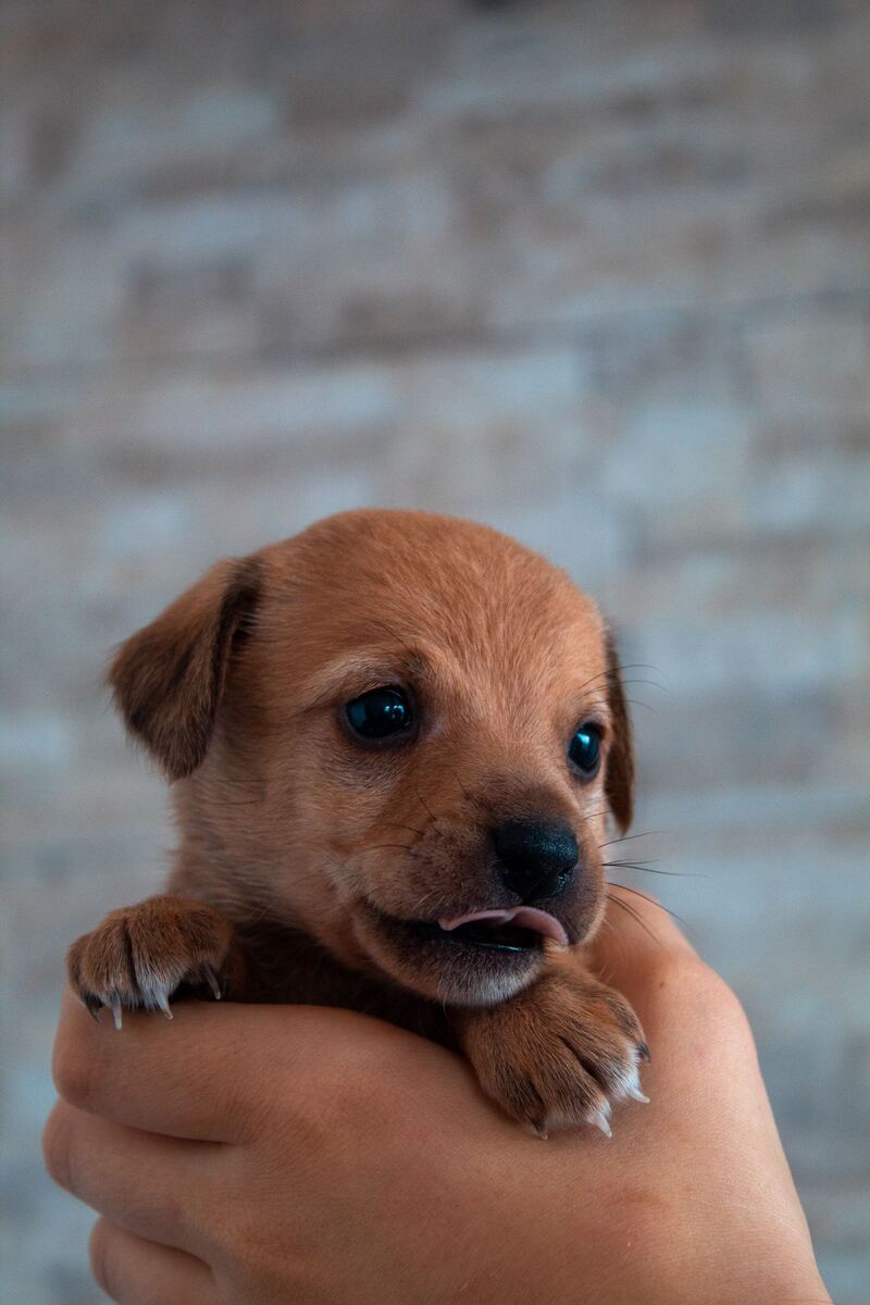 Jeune chiot tenu doucement dans les mains d'une personne