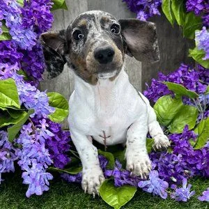 Chiot teckel arlequin noir et blanc assis parmi des fleurs violettes