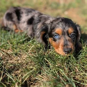 Chiot teckel arlequin couché dans l'herbe haute d'un jardin