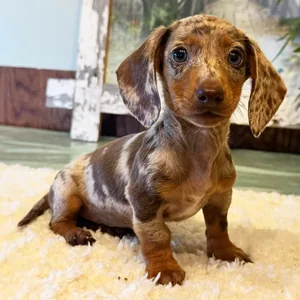 Chiot teckel chocolat arlequin assis sur un tapis crème