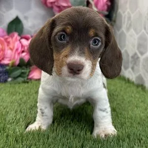 Chiot teckel chocolat et blanc debout de face sur une pelouse, corps allongé et pattes courtes