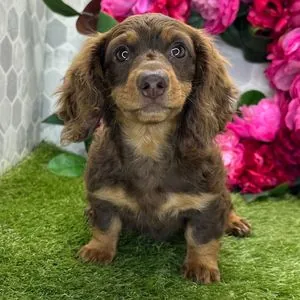 Chiot teckel chocolat à poil long assis devant un décor de fleurs roses, franges déjà visibles