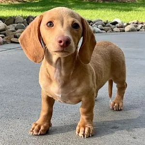 Chiot teckel fauve à poil ras debout sur une allée pavée, longues oreilles tombantes et regard attentif