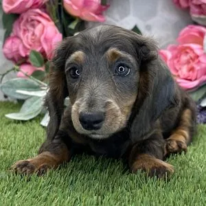 Chiot teckel gris arlequin couché devant un décor de fleurs roses