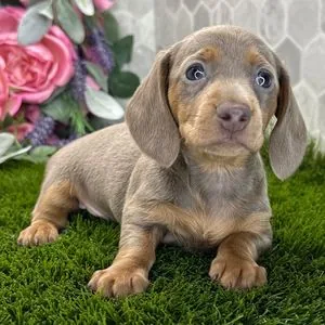 Chiot teckel isabelle couché, tête légèrement penchée vers l'objectif