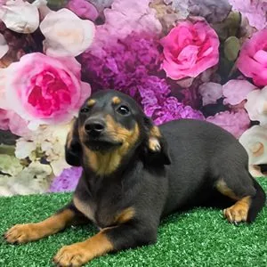 Chiot teckel noir et feu à poil ras couché sur une pelouse devant un décor de fleurs roses