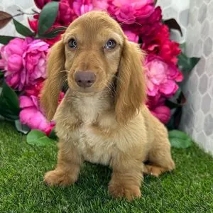 Chiot teckel roux à poil long assis devant des fleurs fuchsia
