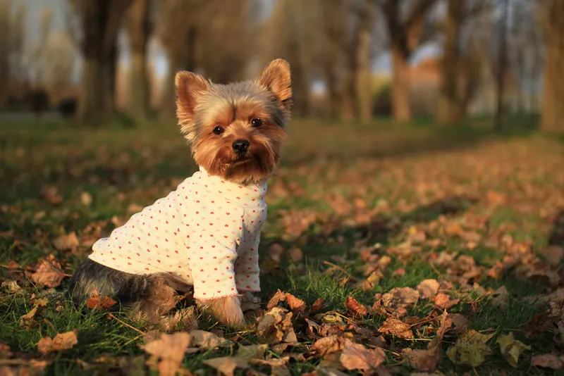 Yorkshire terrier adulte assis sur des feuilles d'automne, dans une allée d'arbres
