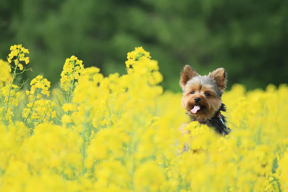 Yorkshire terrier adulte au poil fauve et gris, gueule ouverte, au milieu d'un champ de colza en fleurs