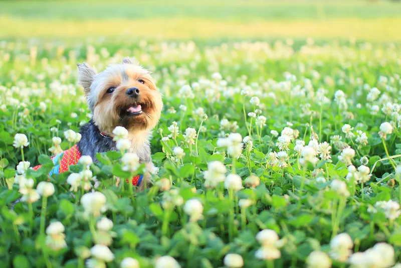 Yorkshire terrier adulte en mouvement dans un champ de trèfles blancs, harnais rouge