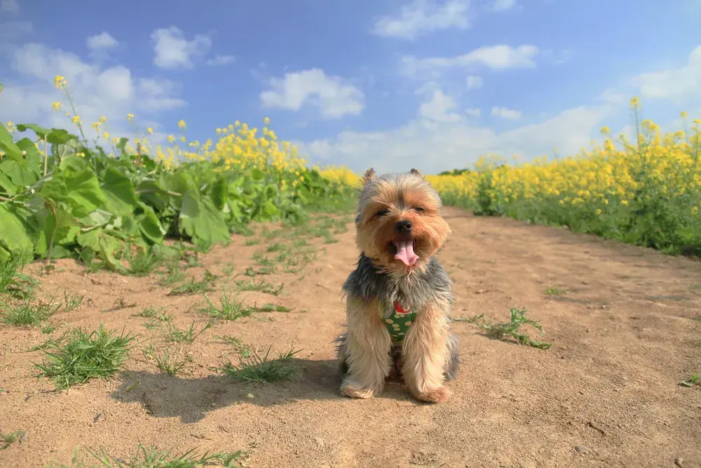Yorkshire terrier adulte debout sur un chemin de terre entre deux champs de colza, sous un ciel bleu