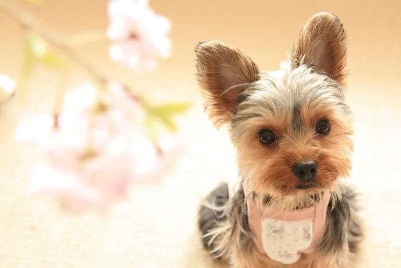 Portrait rapproché d'un yorkshire terrier adulte à l'intérieur, poil de tête brossé et dégagé des yeux