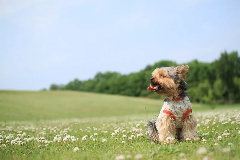 Yorkshire terrier adulte assis dans une prairie de trèfles en fleurs, sous un ciel dégagé