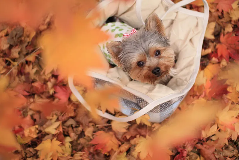 Yorkshire terrier couché dans un sac de transport souple entouré de feuilles mortes